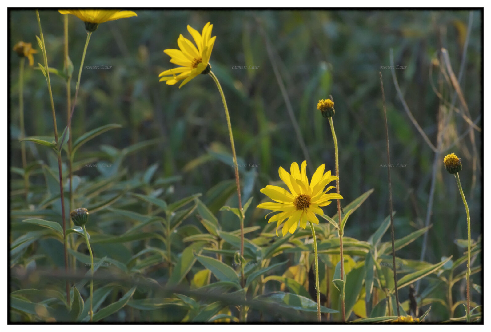Flowers, color, photo