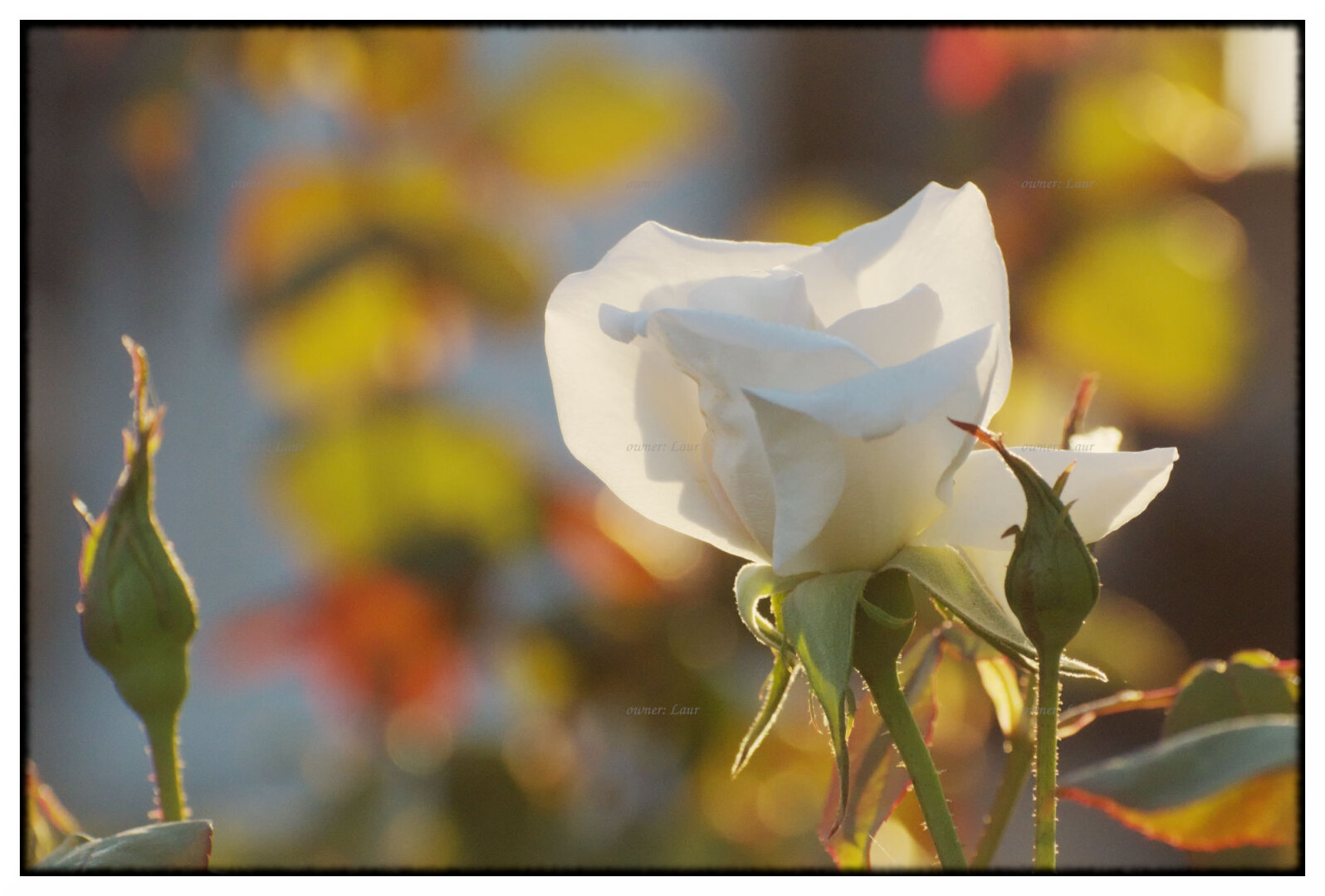 Rose, color, photo