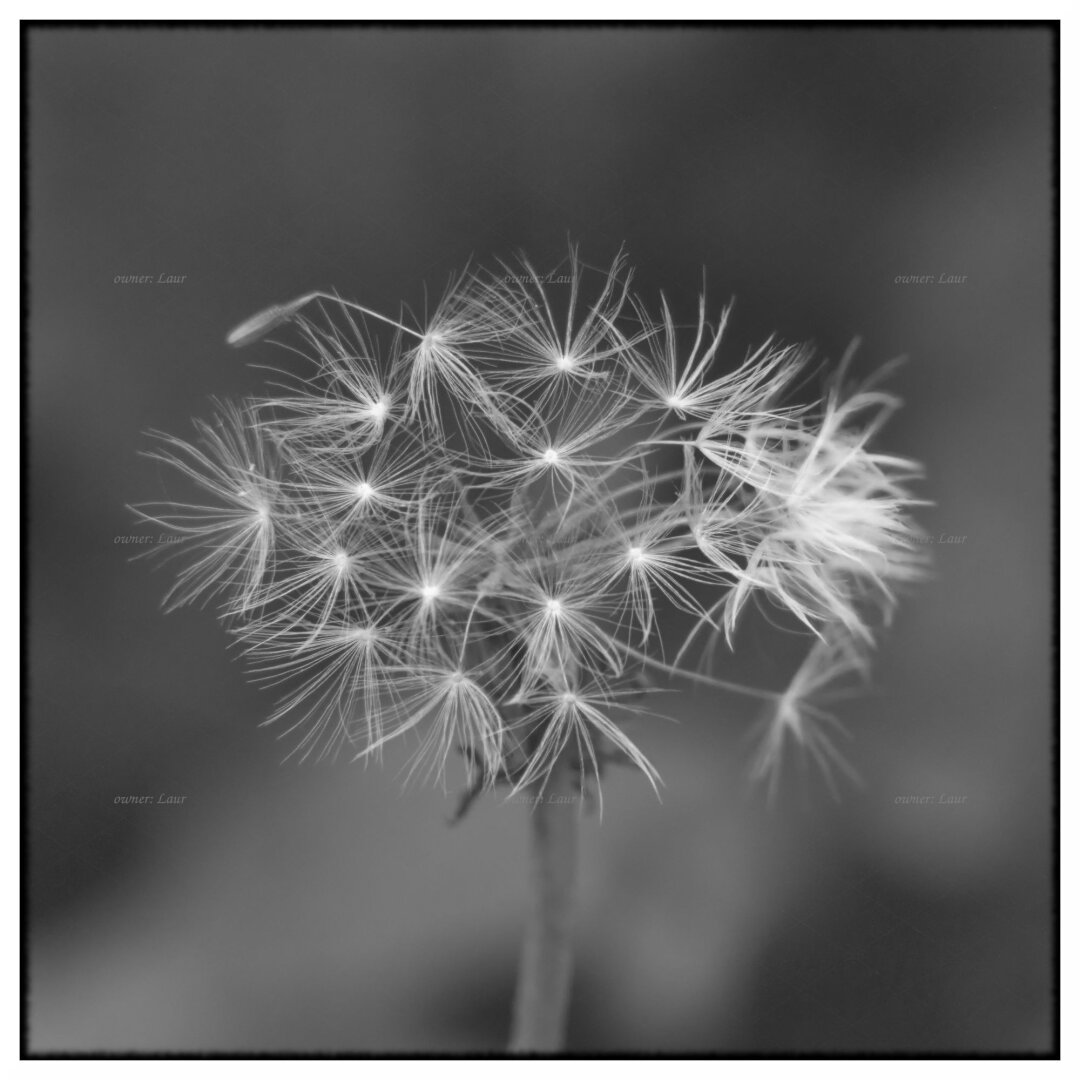 Nature, monochrome, photo