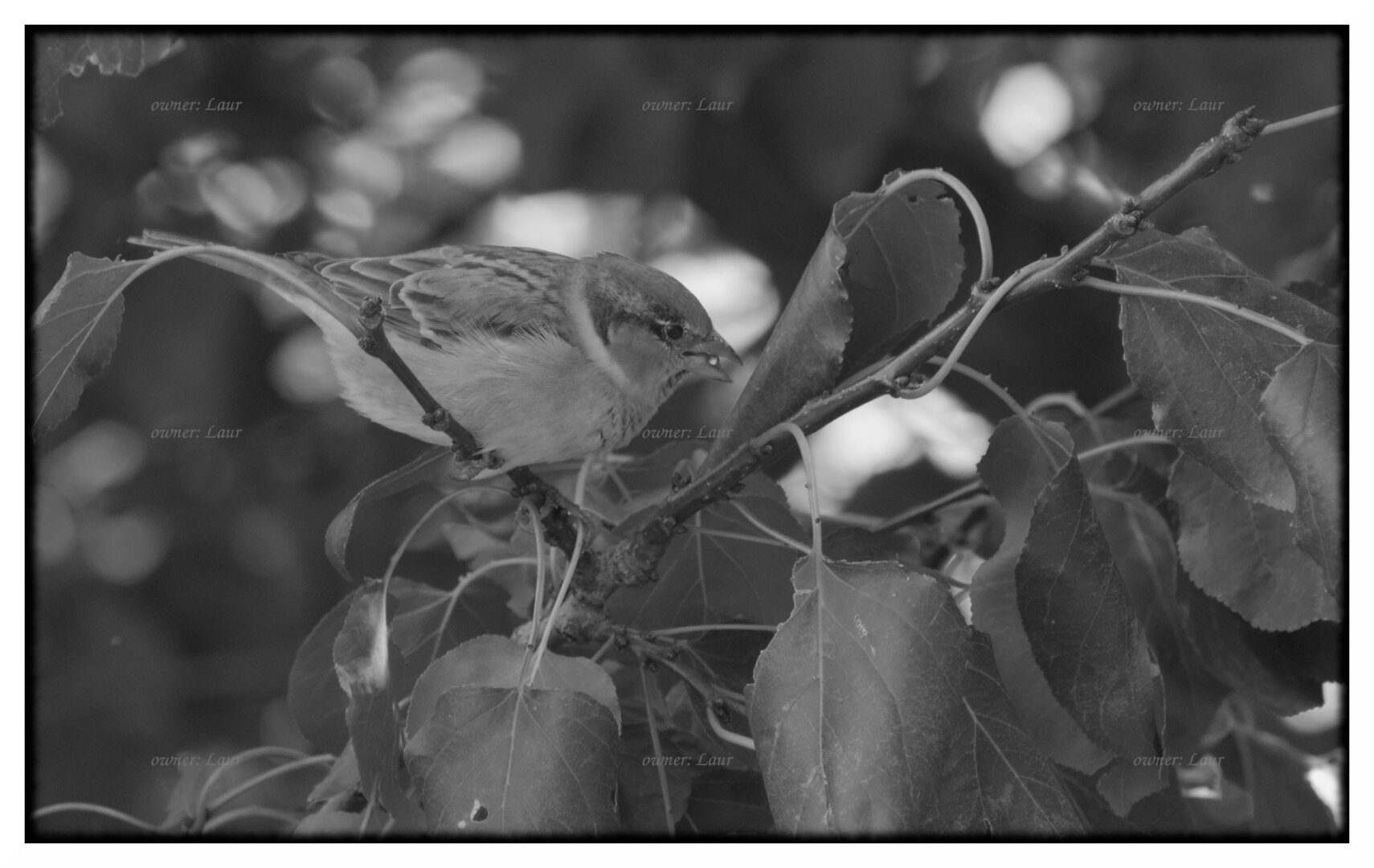 Bird, monochrome, photo