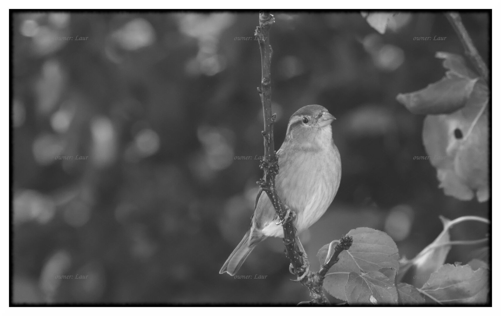 Bird, monochrome, photo