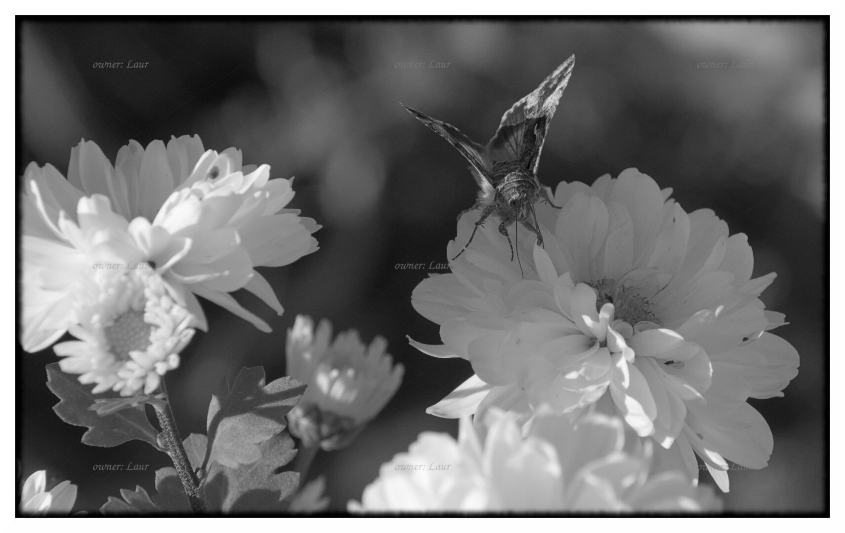 Nature, monochrome, photo