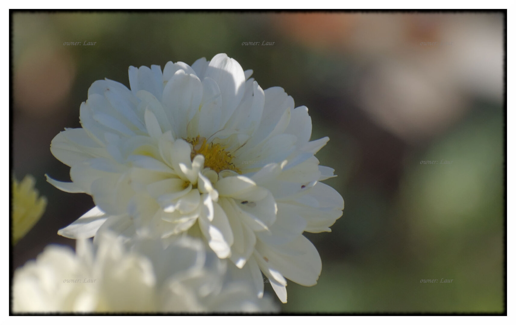 Flower, color, photo