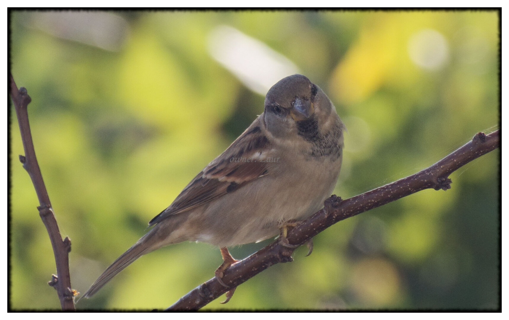 Bird, color, photo
