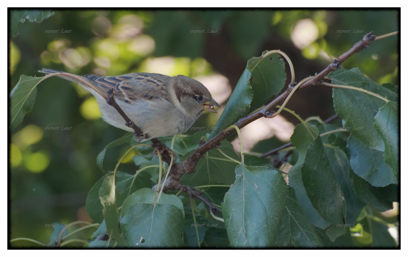 Bird, color, photo