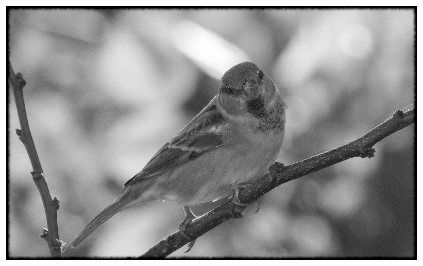Bird, monochrome, photo