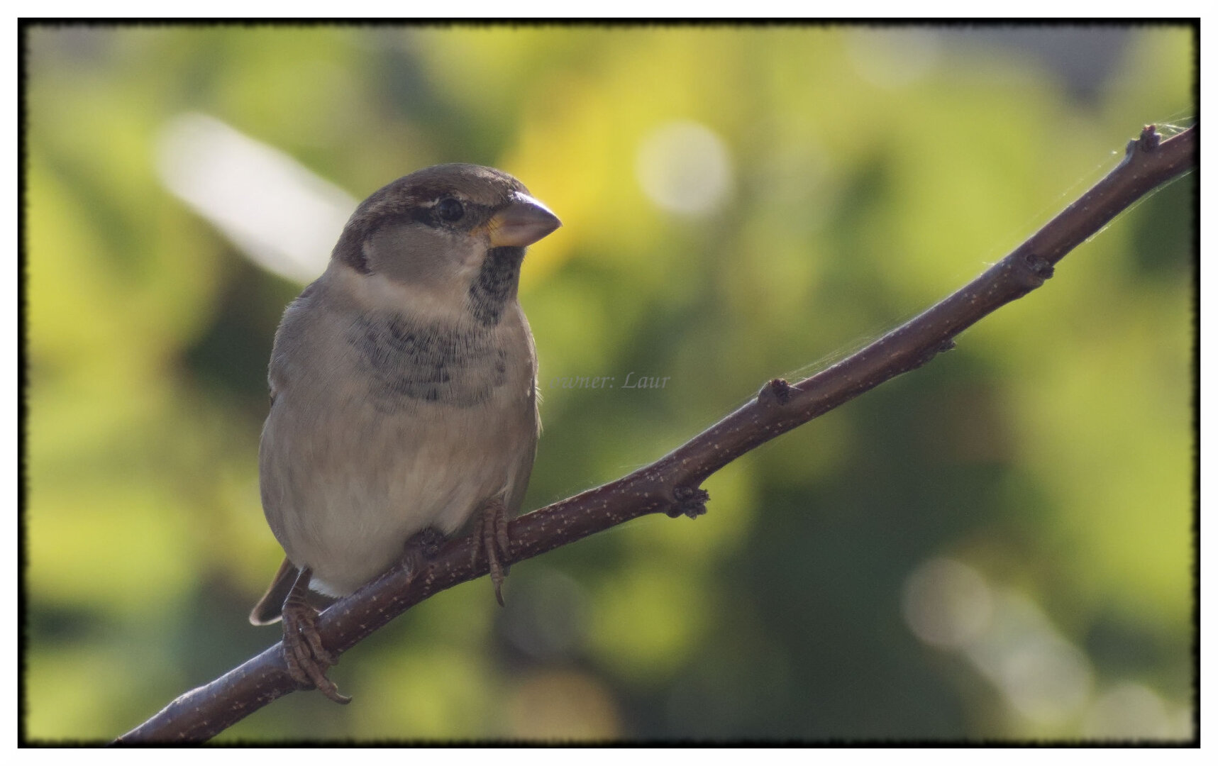 Bird, color, photo