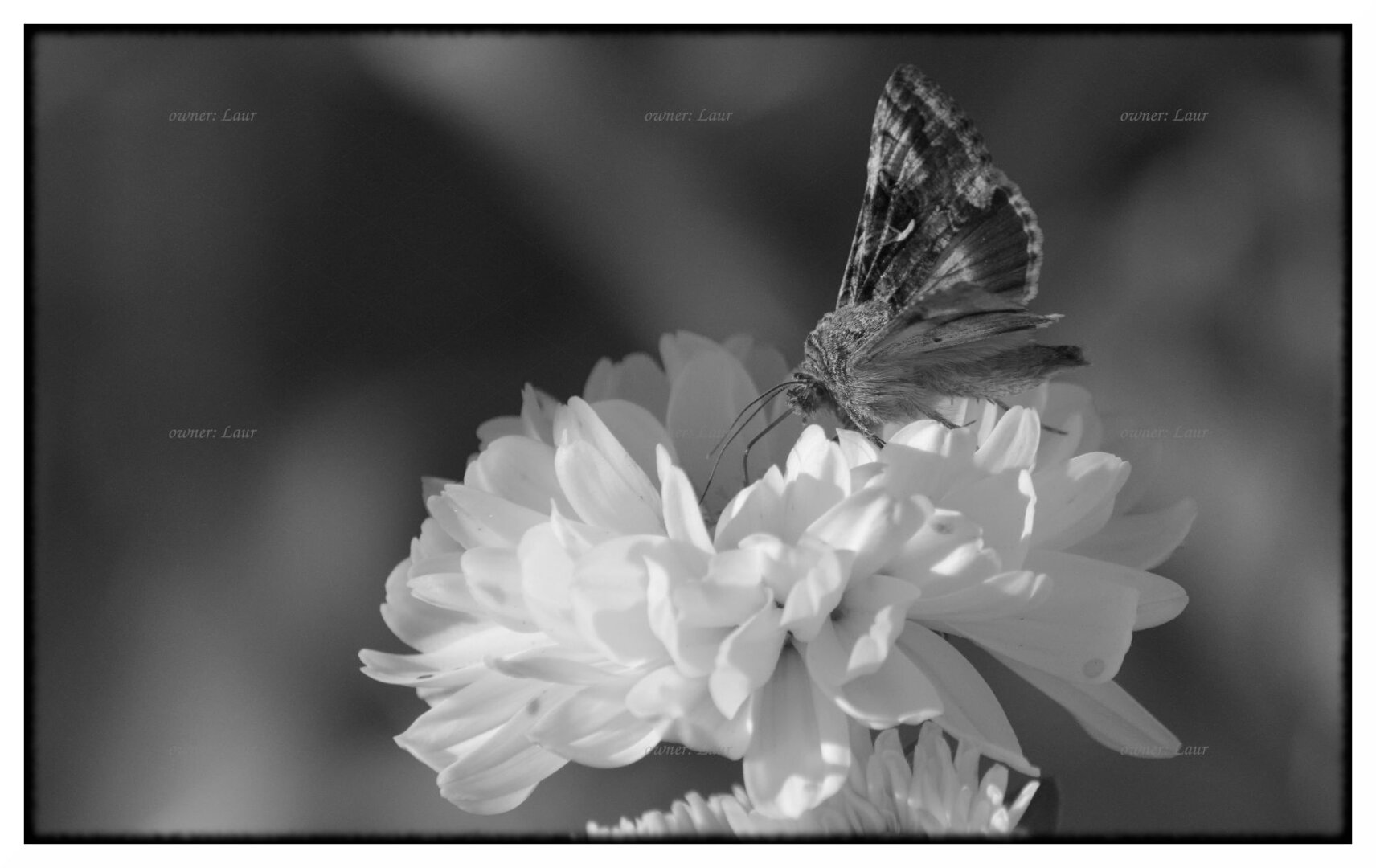 Nature, monochrome, photo