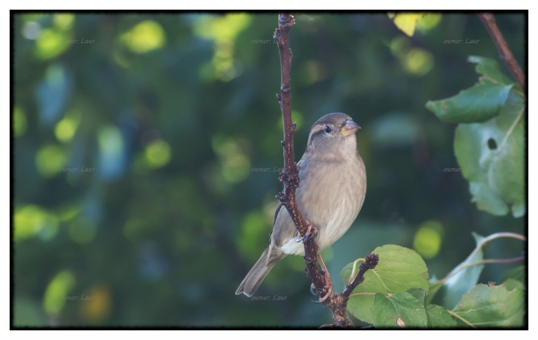 Bird, color, photo