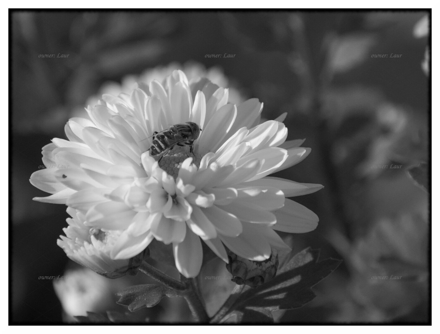 Nature, monochrome, photo