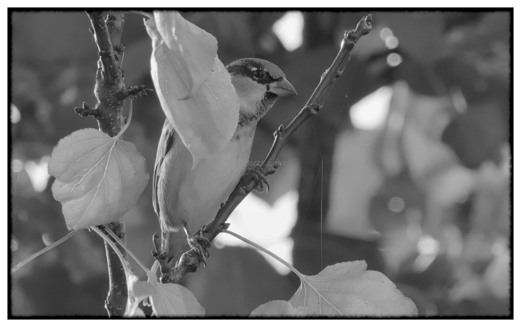 Bird, monochrome, photo