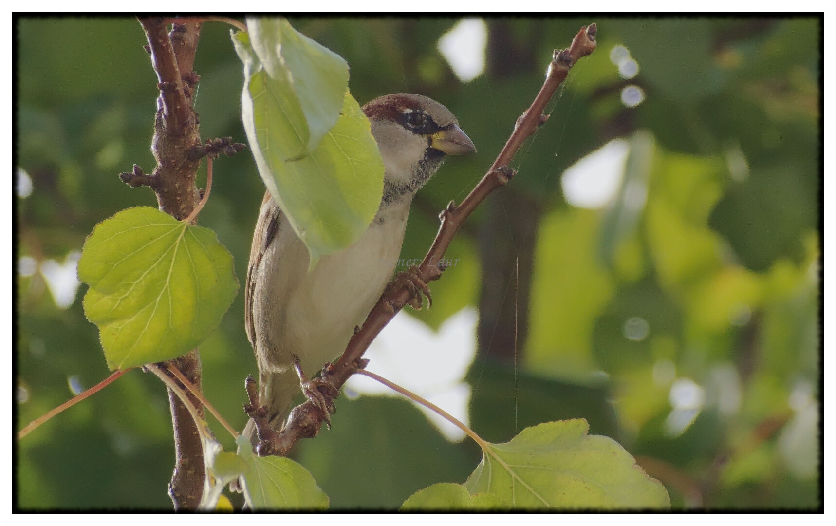 Bird, color, photo