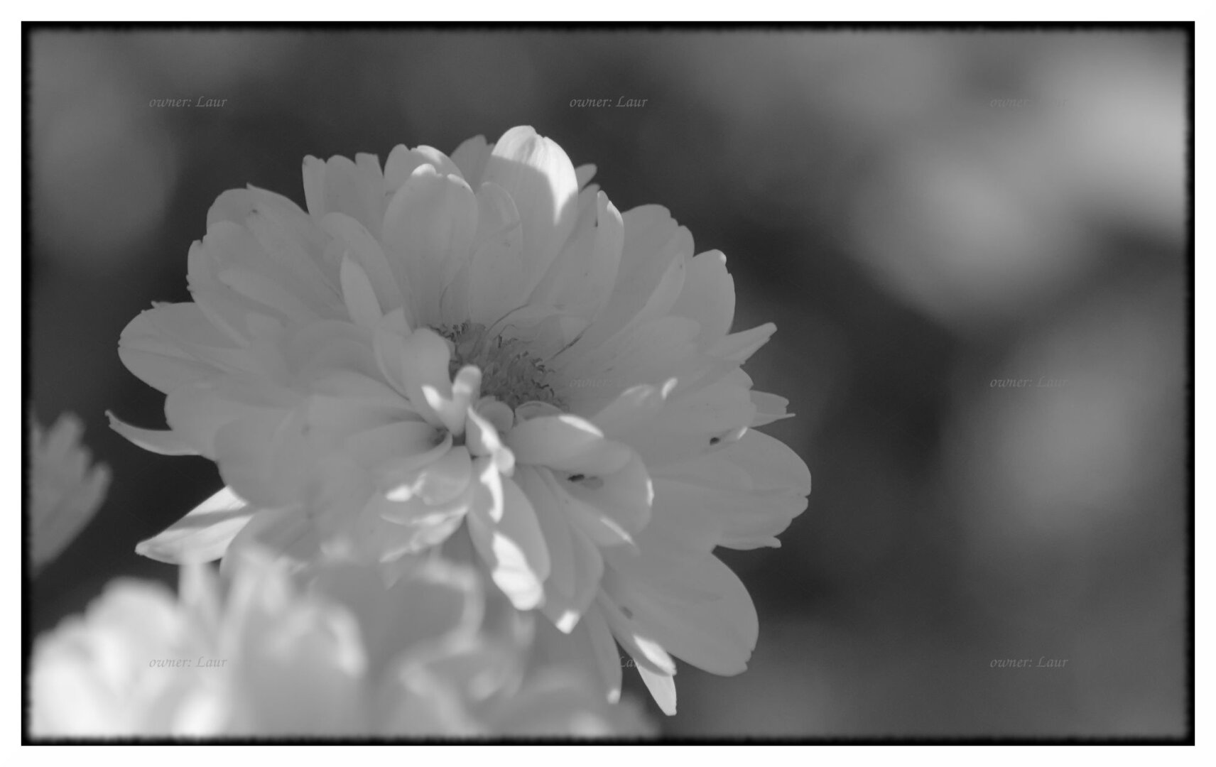 Flower, monochrome, photo