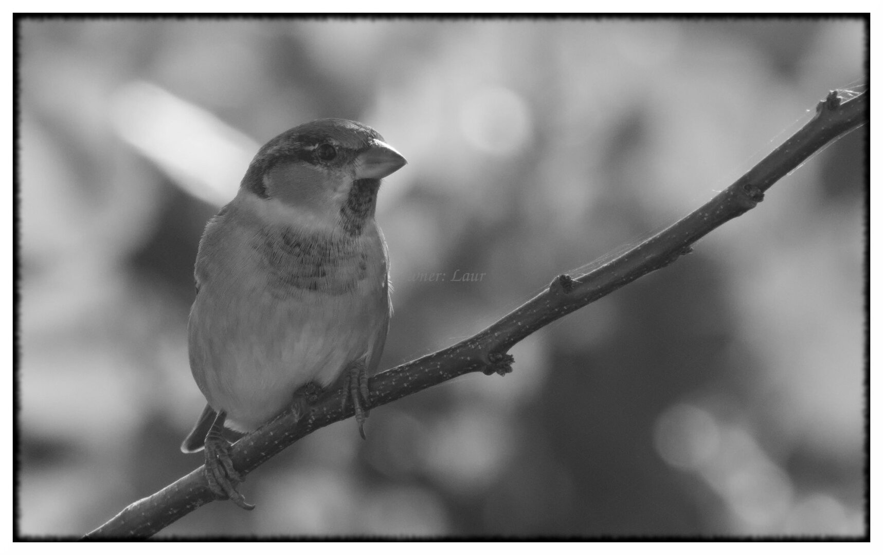 Bird, monochrome, photo
