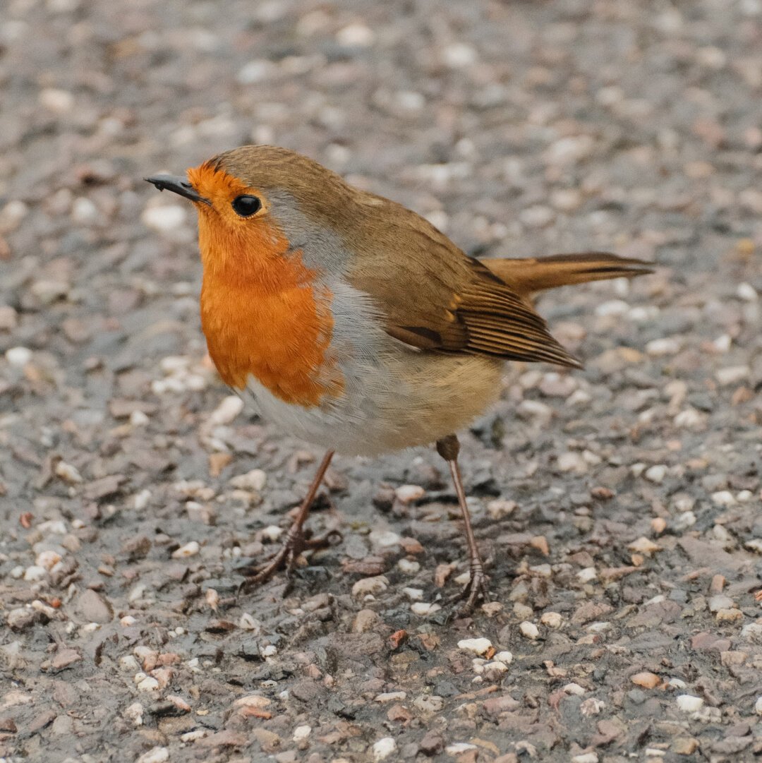 Close up photo of Robin.