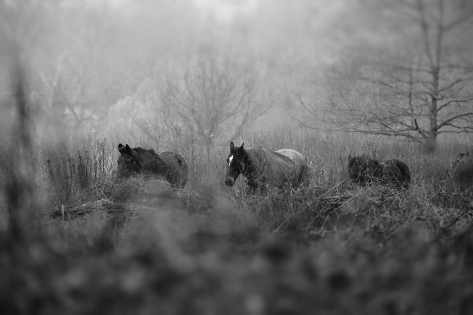 Black and white photo of 3 horses behind some tall grass.