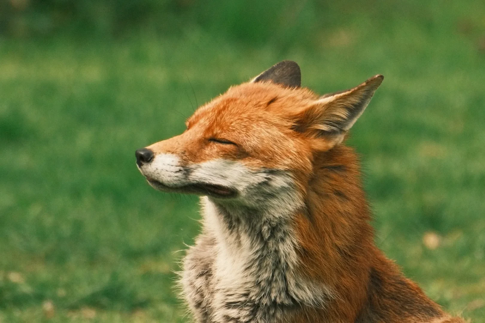 Portrait of a fox looking to the left with closed eyes. Ears to the back.