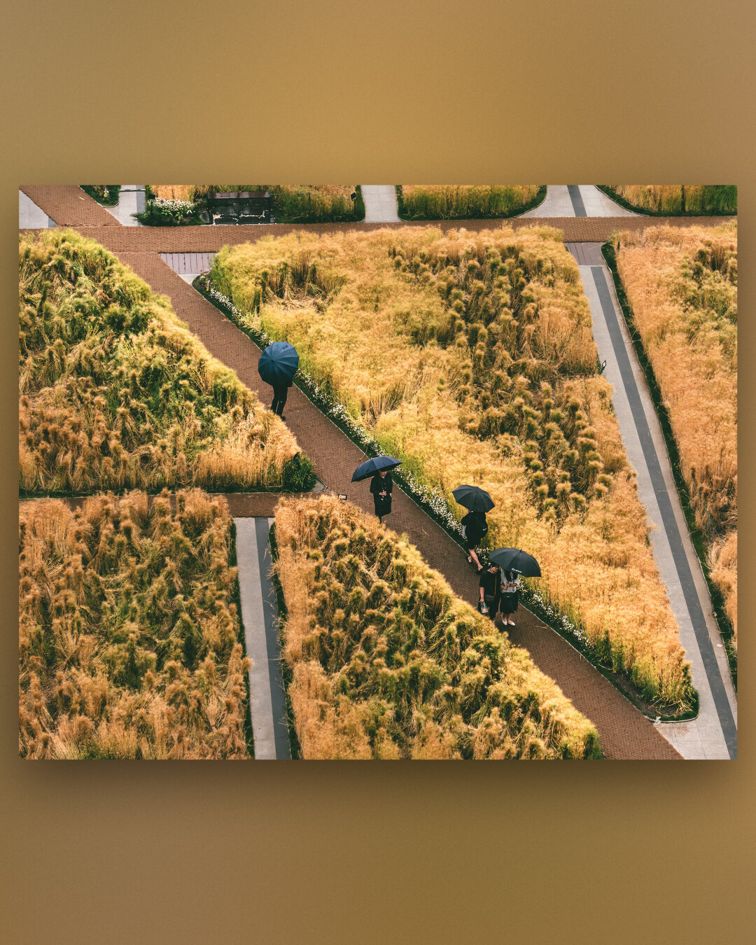 A serene aerial view of Gwangalli Beach in Busan (광안리 해변) on a rainy day, showcasing a beautifully landscaped garden with lush, golden-brown grasses and neatly arranged pathways. The image captures five individuals walking along the intersecting paths, each holding a black umbrella, creating a striking contrast against the earthy tones of the garden. The geometric layout of the paths and the natural texture of the grasses make this scene visually captivating and a perfect representation of the harmony between nature and urban design. This photo highlights the peaceful ambiance of Gwangalli Beach, even on a rainy day, making it an ideal spot for a tranquil stroll.