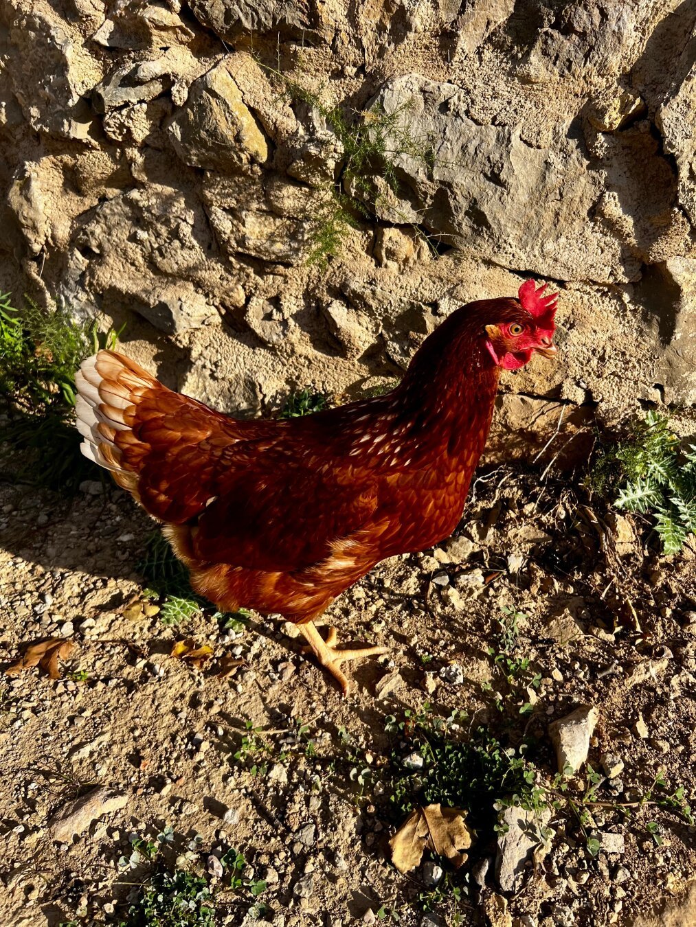 Gallina sobre suelo de tierra