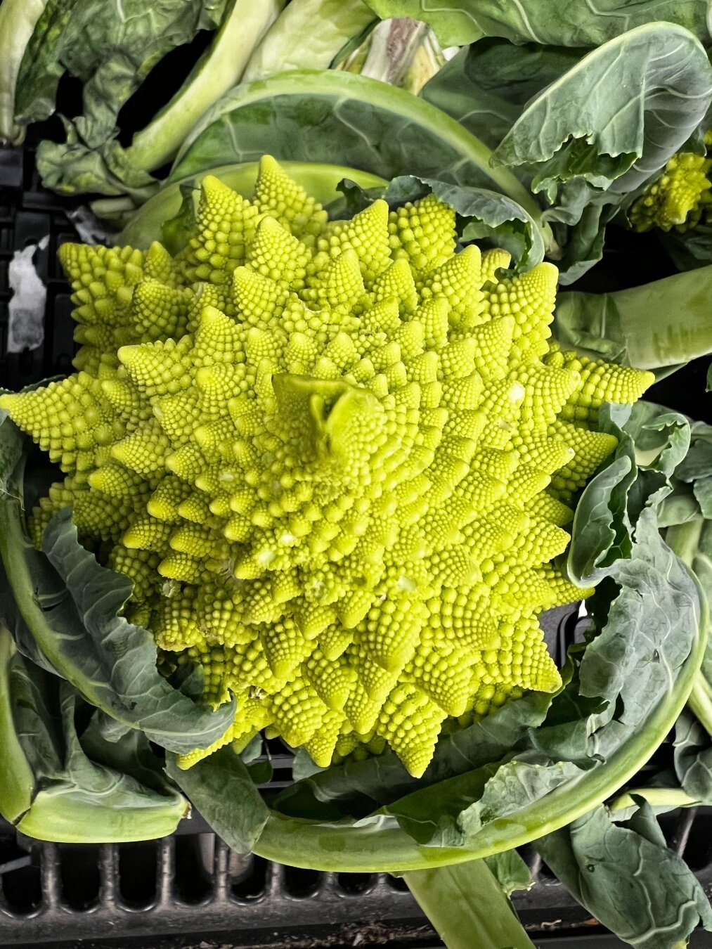 Un ejemplar de col romanesco.