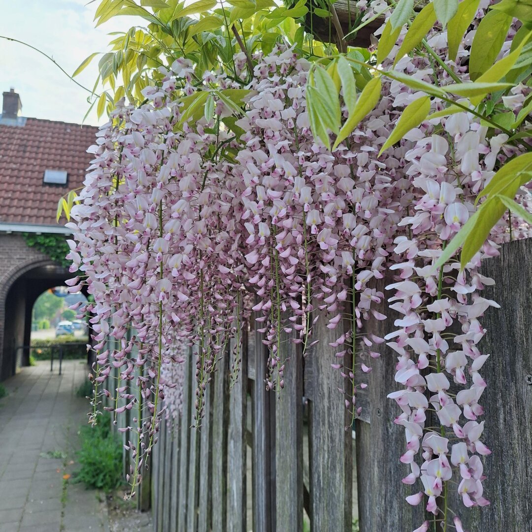 Pale pink flowers growing over a wooden fence