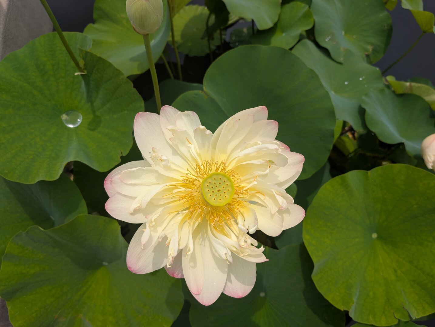 Blooming open water flower in the sun