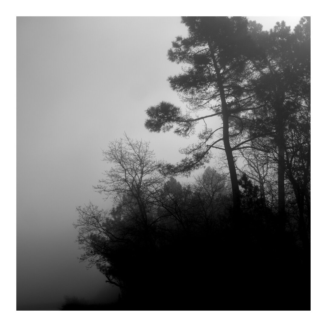 Black and white image of some leafless trees dominate the foreground and midground, their stark silhouettes stark against the gray sky