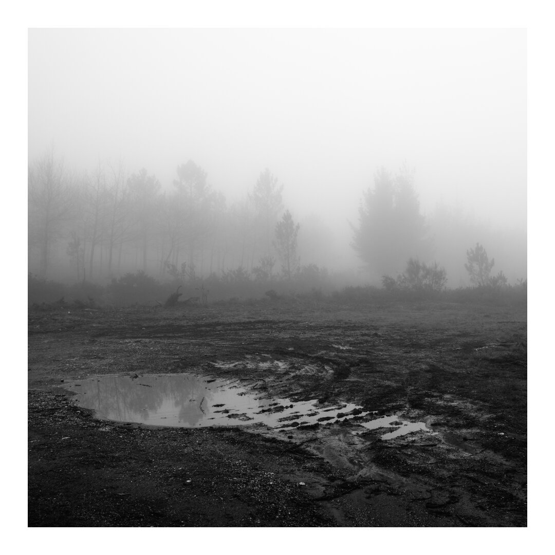 Bare trees reach into a thick fog, their forms barely visible. In the foreground, a muddy puddle reflects the gloomy sky, mirroring the desolation above.