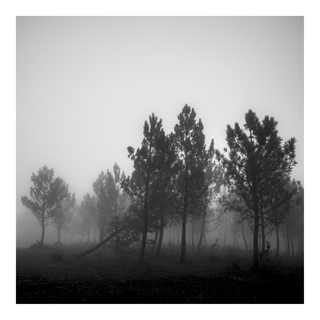 The image depicts a desolate  forest. One tree has fallen. The foreground consists of the dark, shadowy trunks of trees, and the background is shrouded in a thick fog, obscuring any further details. No people or structures are visible in the scene.