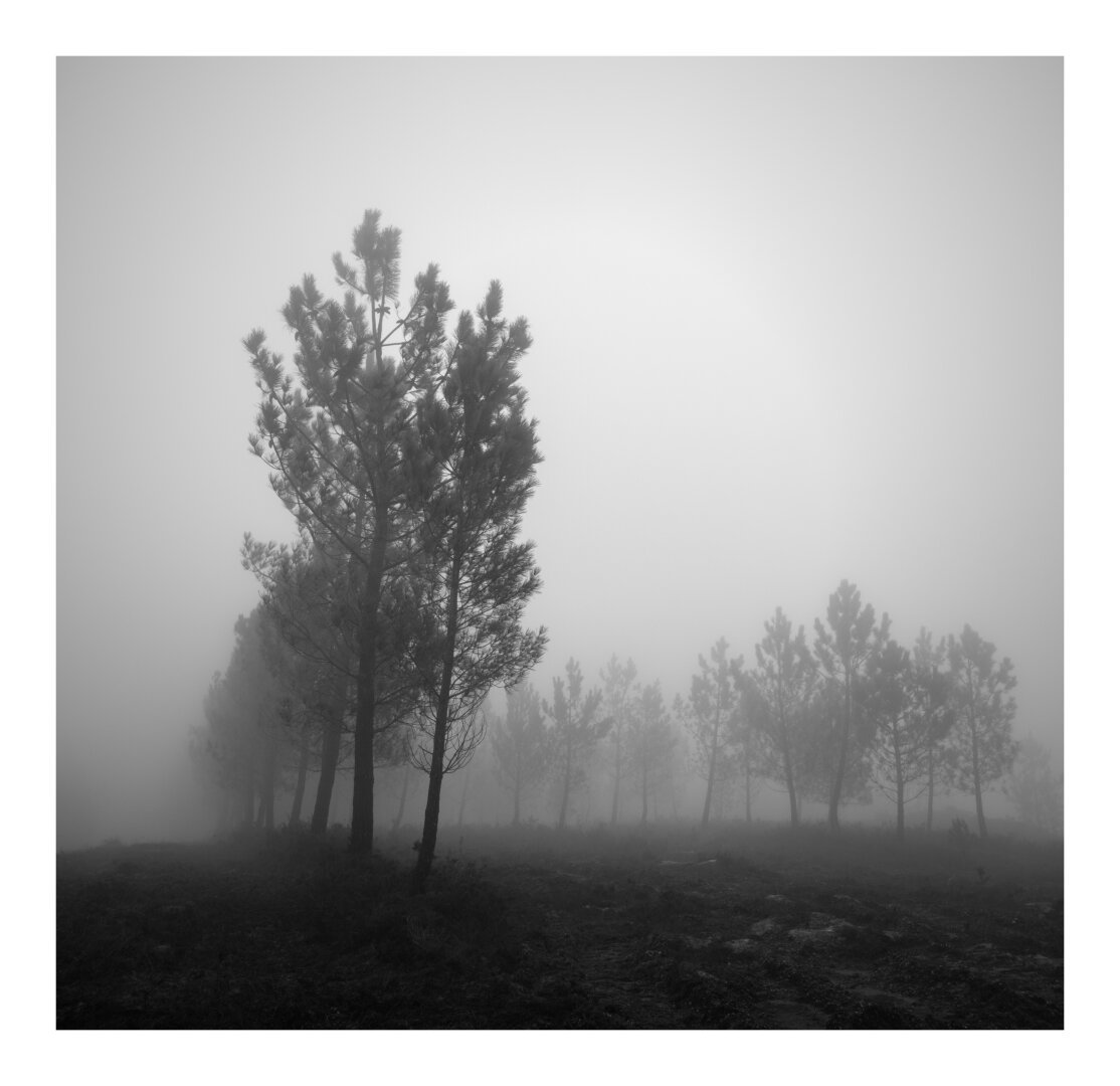 A gathering of trees stands shrouded in a thick, spectral fog. These silent sentinels, of varying ages, emerge from the gloom, their forms barely visible. The ground beneath them, a dark, undefined expanse, offers no solace or escape from the pervasive mist.