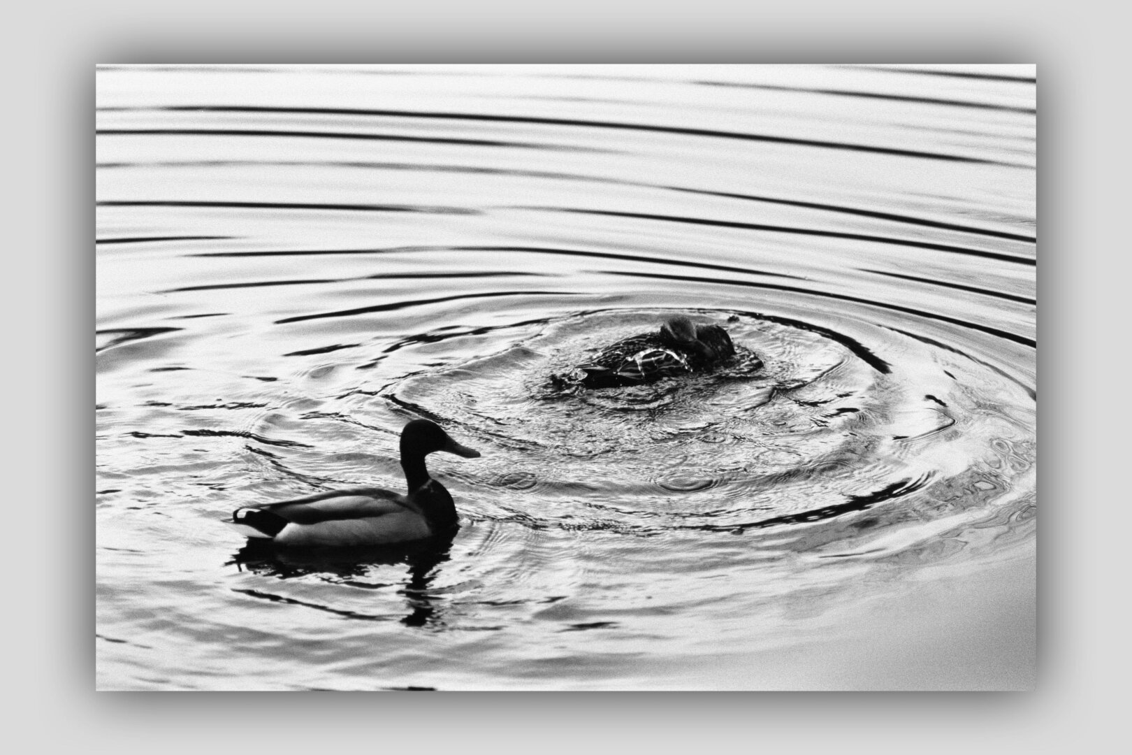 Black & White photograph of two ducks in the water.