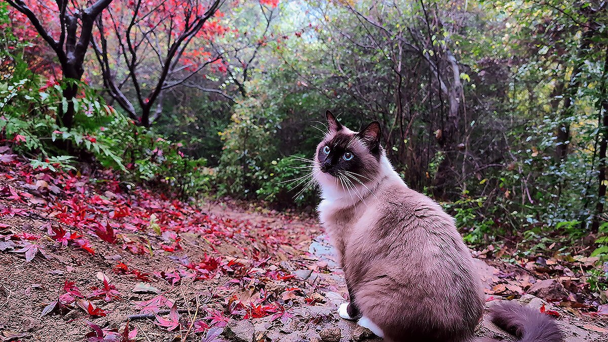 A handsome cat in an autumn forest