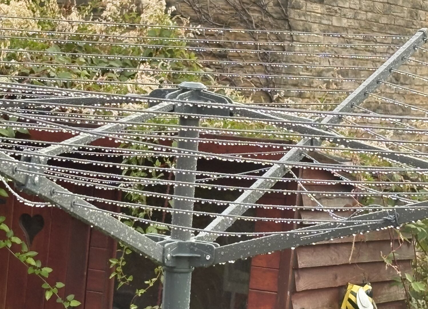 Raindrops in the garden