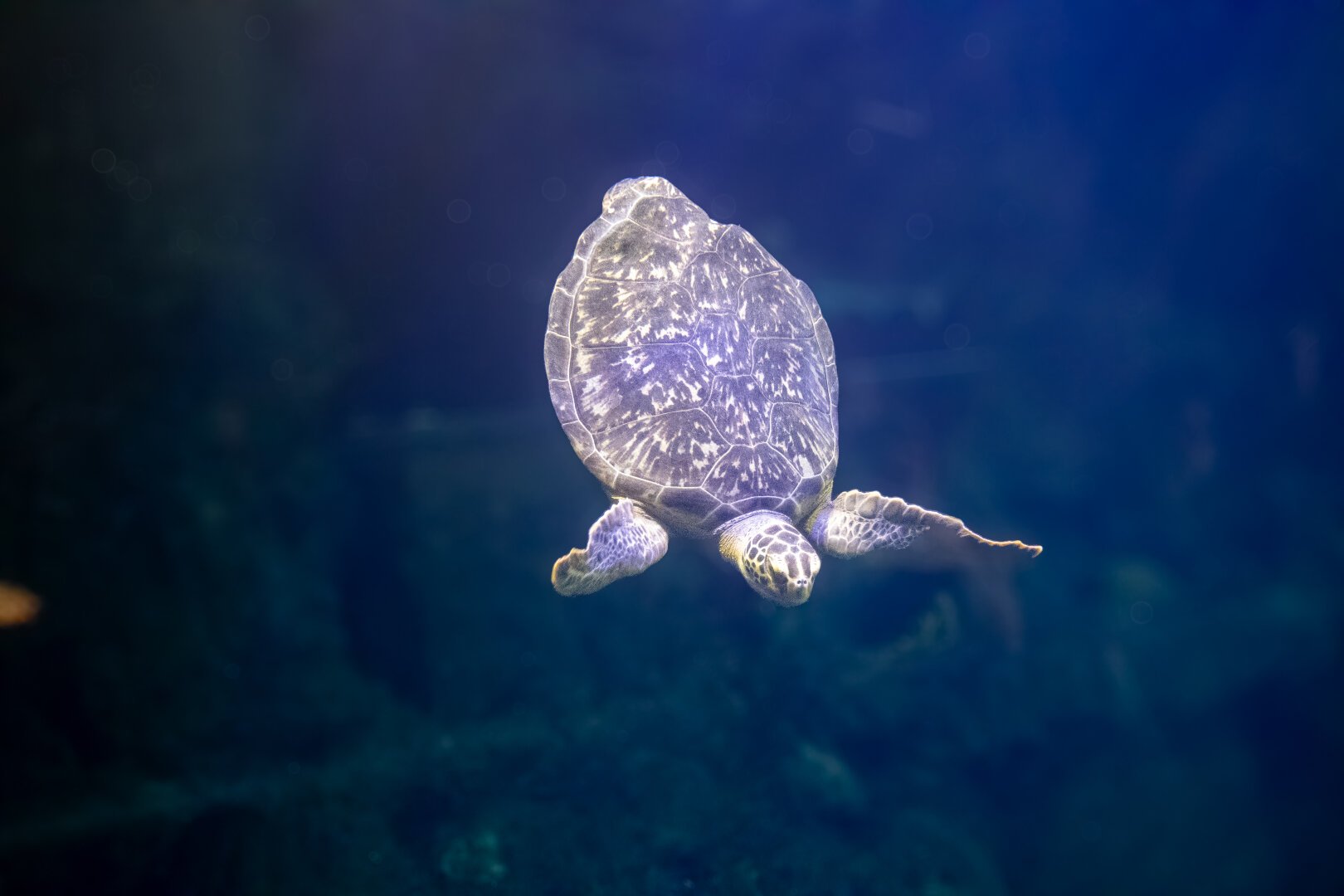 A sea turtle swimming in clear blue water, showcasing its patterned shell and flippers.