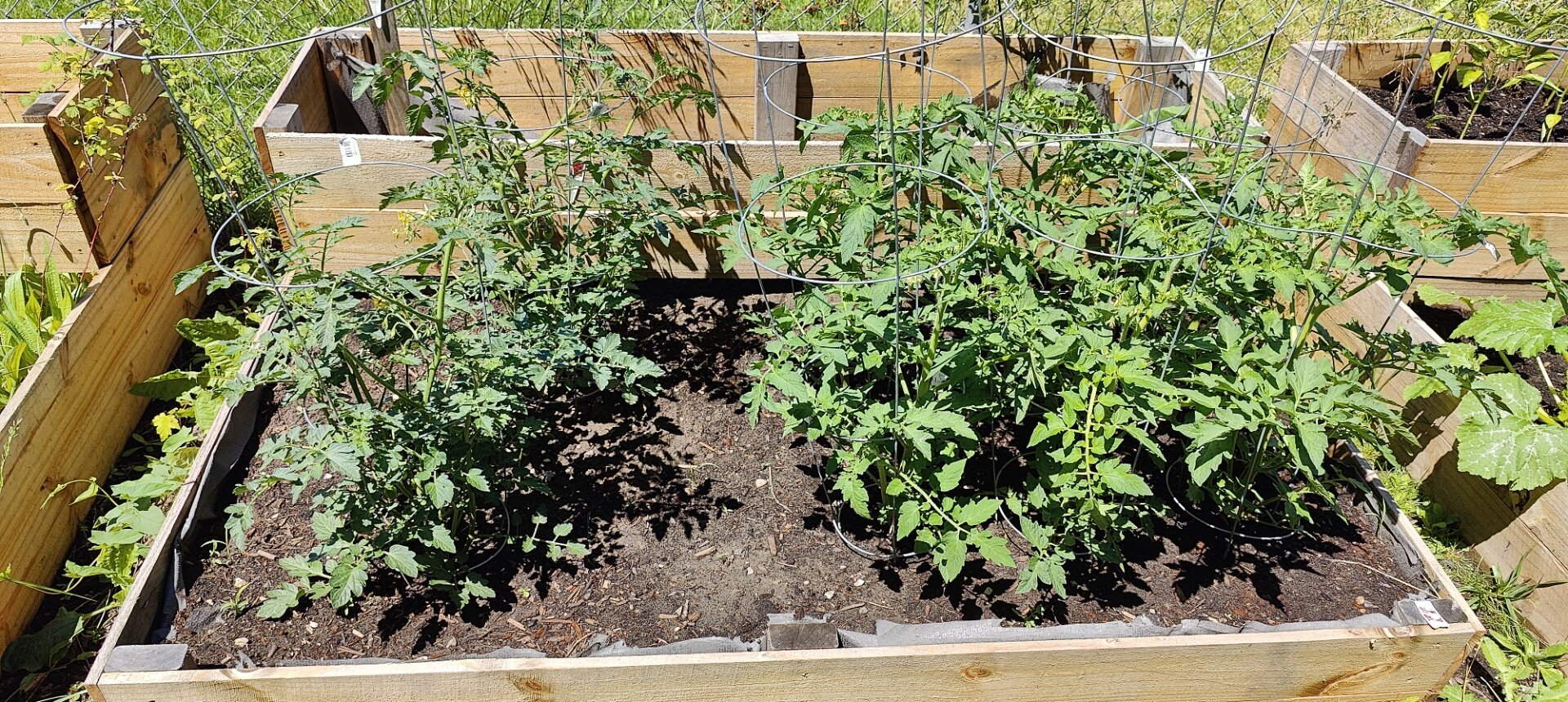 Tomato planter box, with cherry tomatoes and big beefy tomatoes.