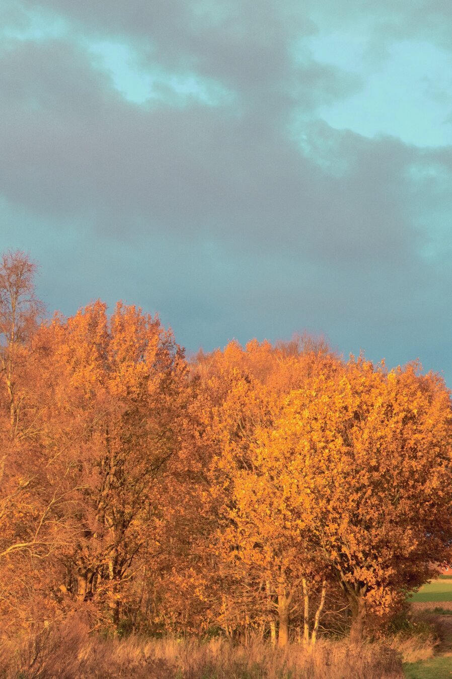 Bäume mit orangenem Laub im Abendlicht, dahinter türkiser Himmel mit dunklen Wolken.