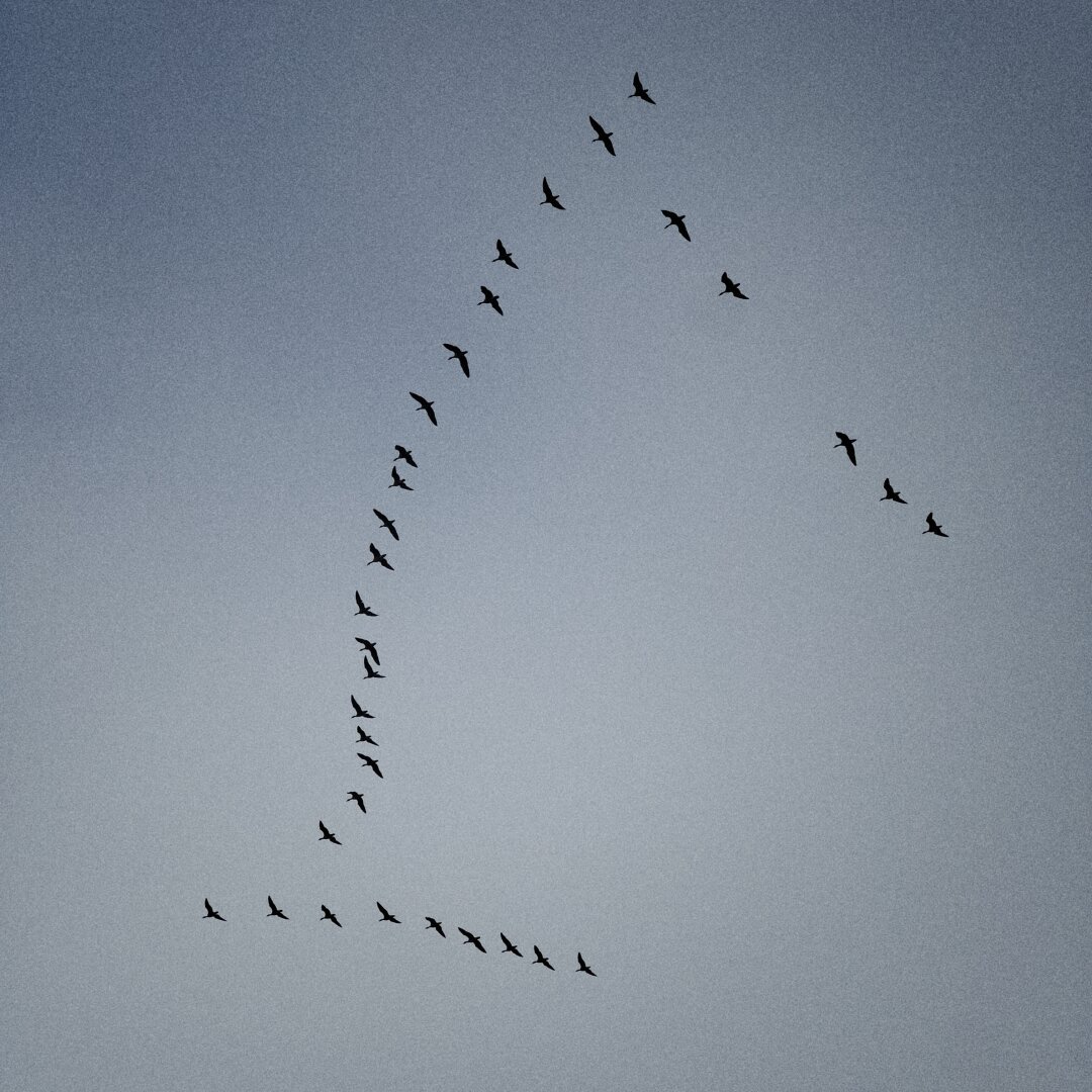 Ein Schwarm Wildgänse vor dem klaren Himmel.