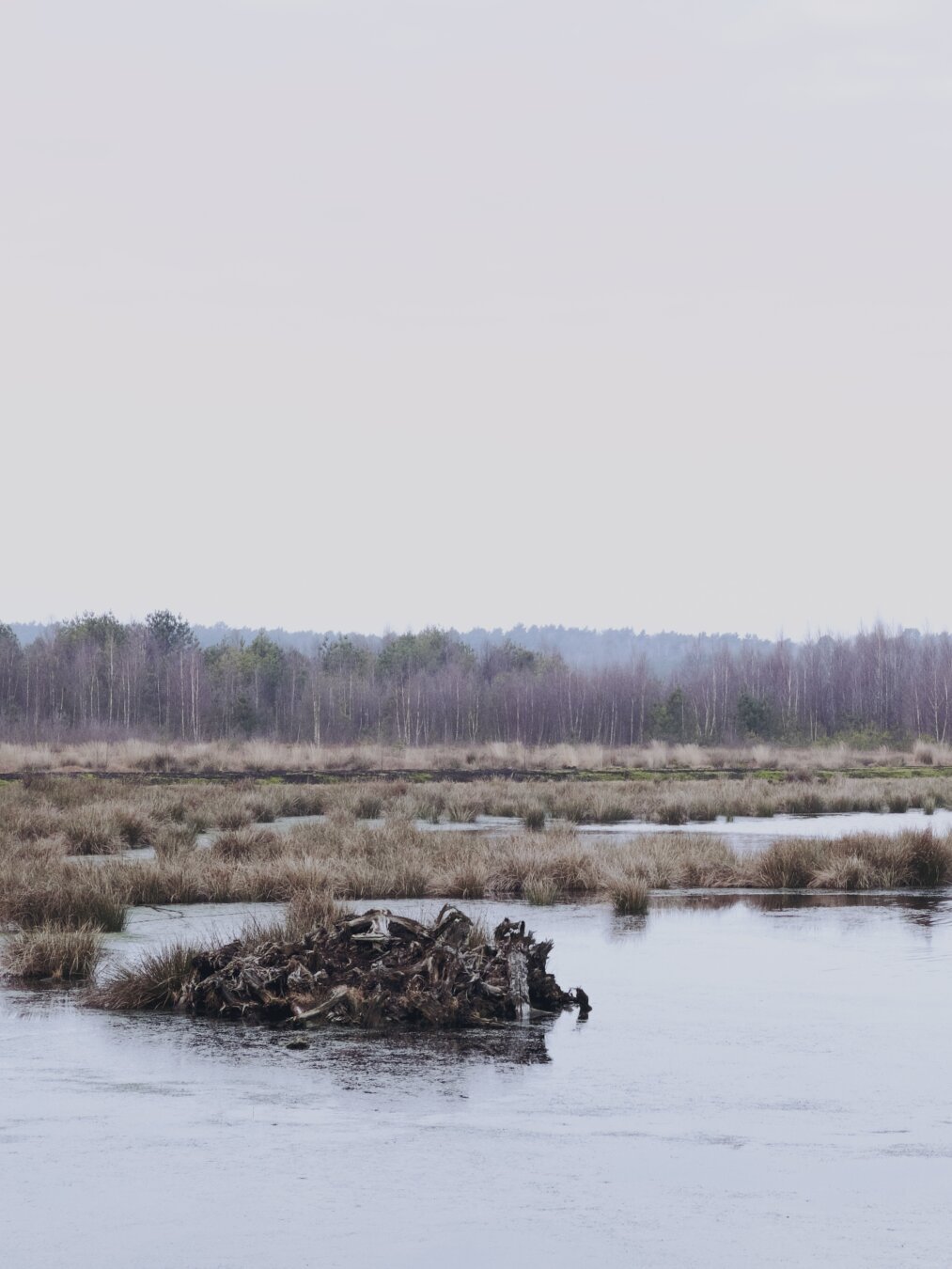 Eine Winterszene im Moor, ein Haufen bleicher Baumwurzeln liegt im Wasser.