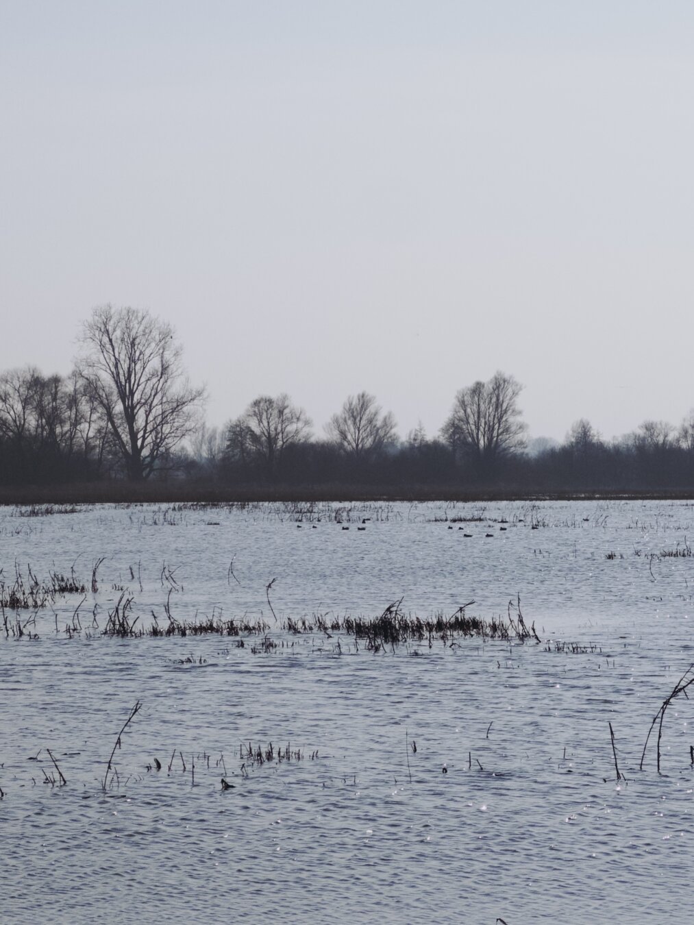 Eine überschwemmte Wiese, es ragen noch einzelne Grasbüschel aus dem Wasser. Ein paar Enten schwimmen auf dem Wasser.