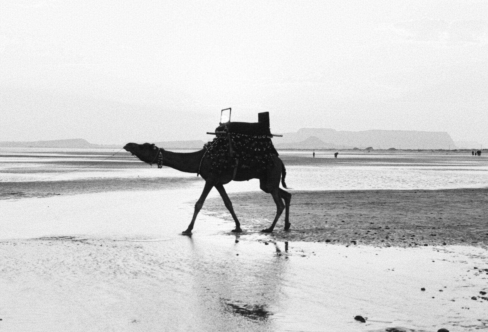 A black and white photograph of a decorated camel walking on a wet sandy shore, with distant hills and a few people visible in the background. The camel is adorned with ornaments and a traditional saddle.