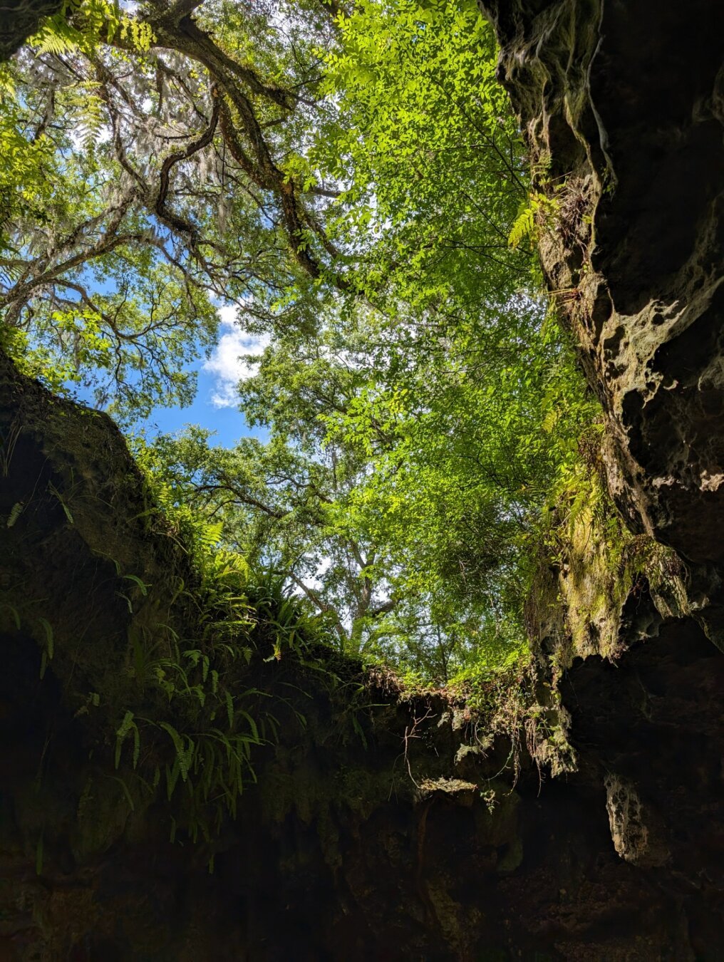 A picture looking upwards out of a cave, looking into a lush, bright green forest