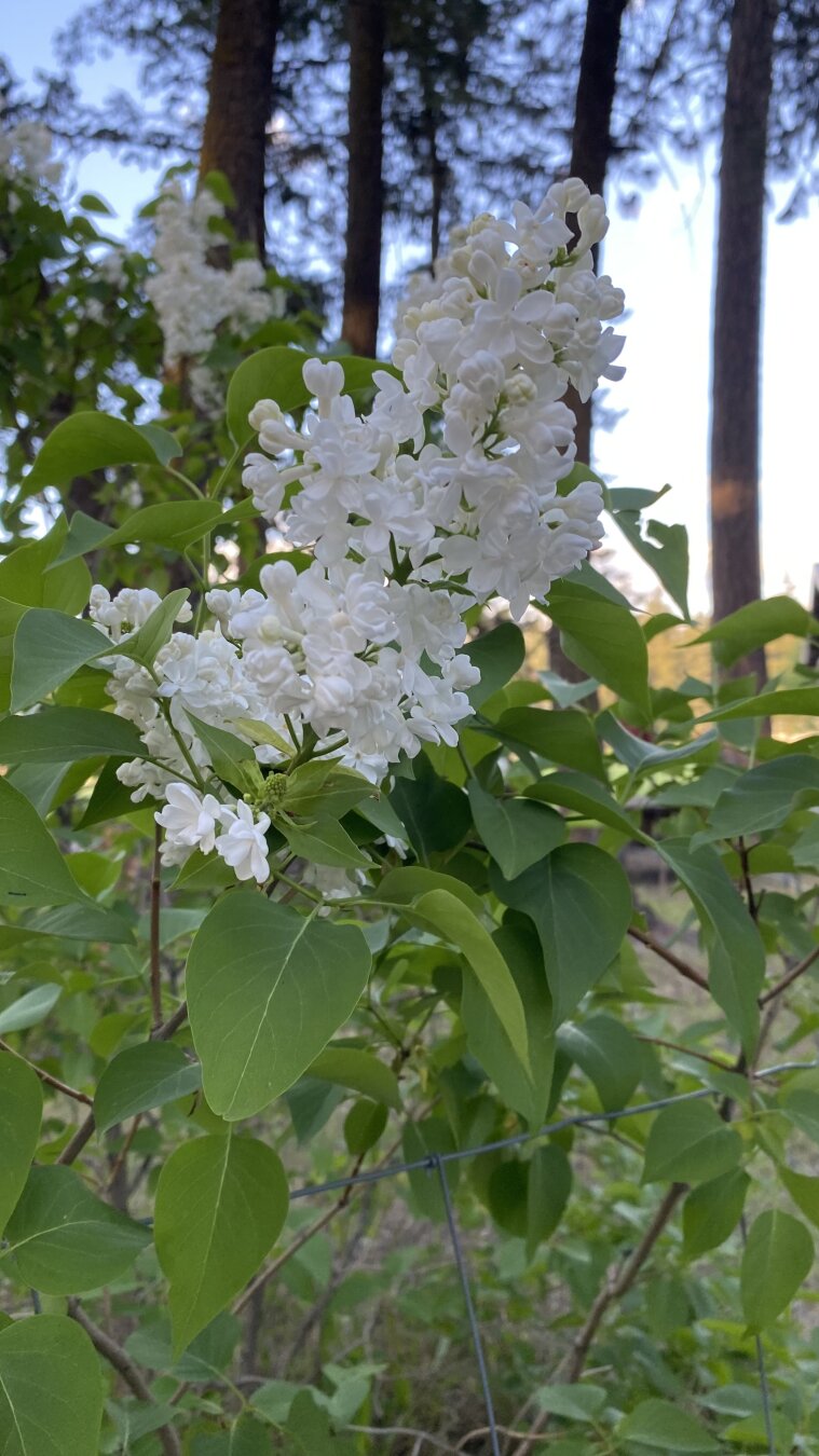 White lilacs up close