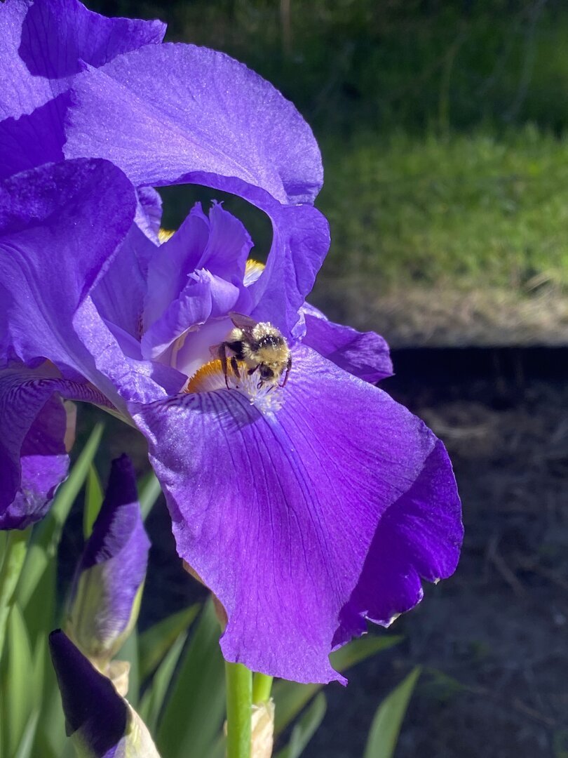 Cute little bumble bee covered in pollen hanging out on iris flower.