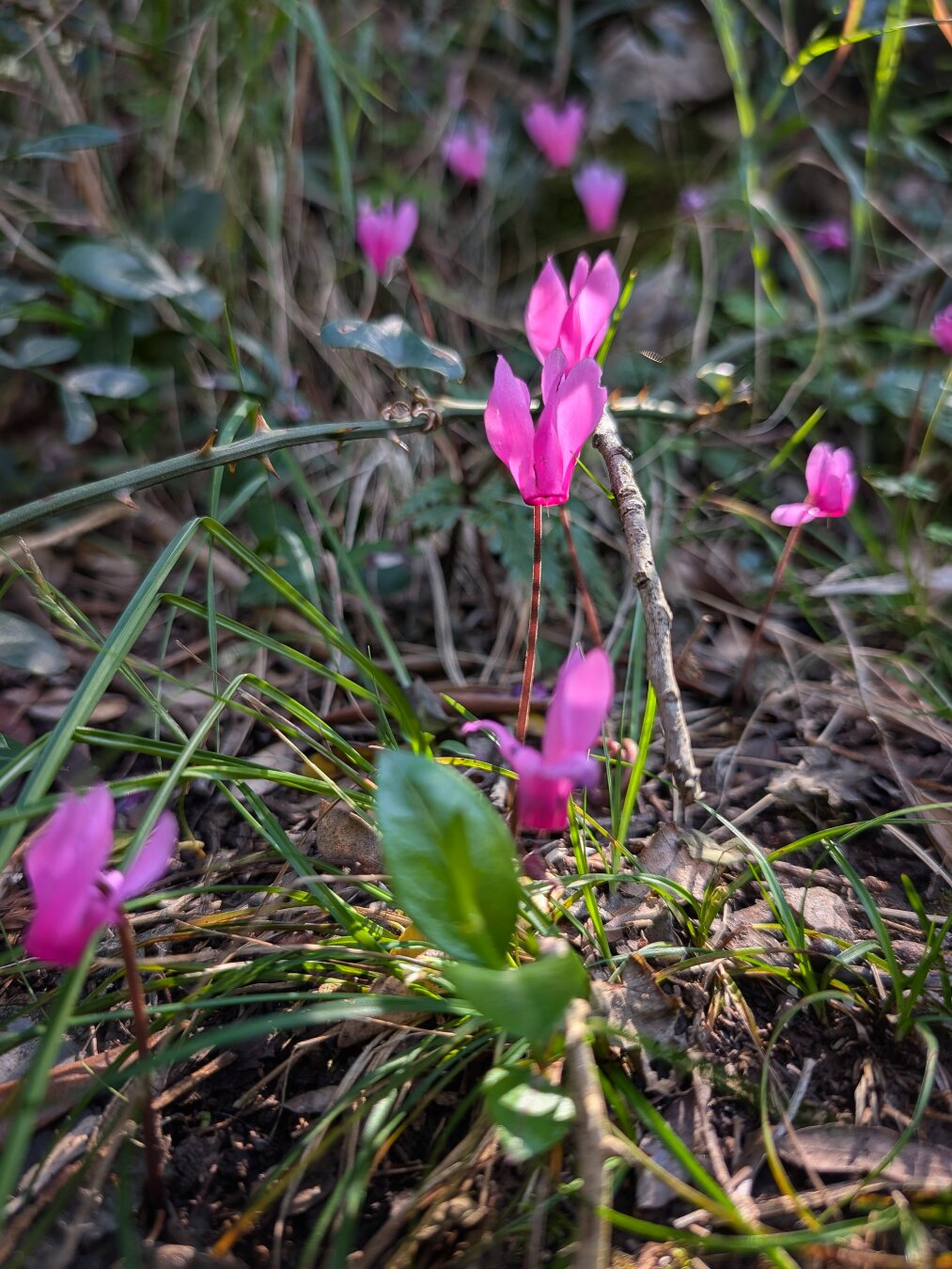 Wild purple cyclamens found along the trail.