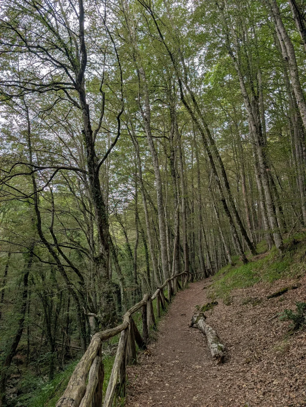 Path through the woods, above the stream, bordered on the right by a gentle slope and on the left by a wooden fence