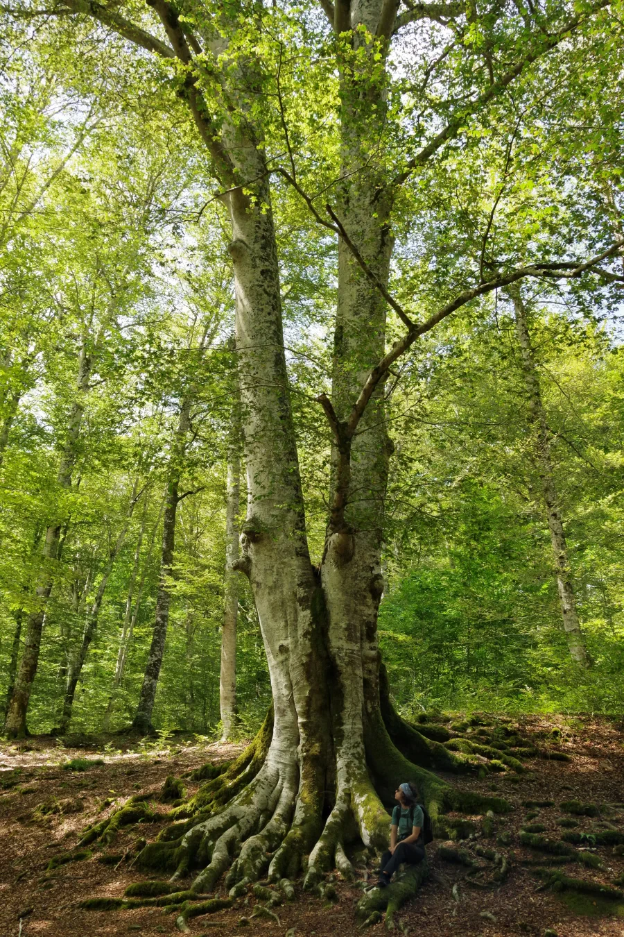 Century-old beech tree. Maximum circumference of 7 metres, total height of 32 metres. A woman sits at its foot