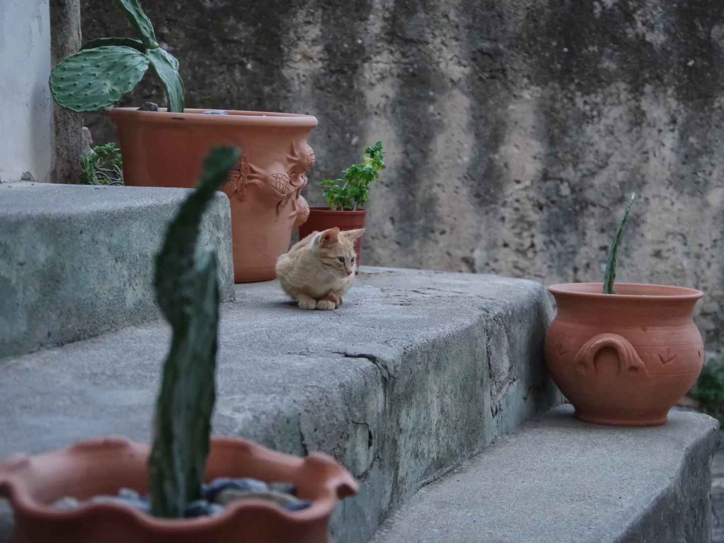 Stray red kitten crouched on a stone step in the alleys of Civita, surrounded by potted plants