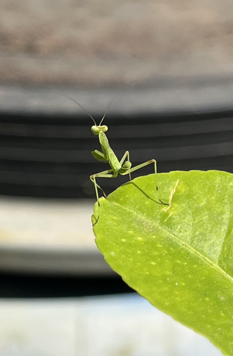 green mantide insect  on a lemon green leave