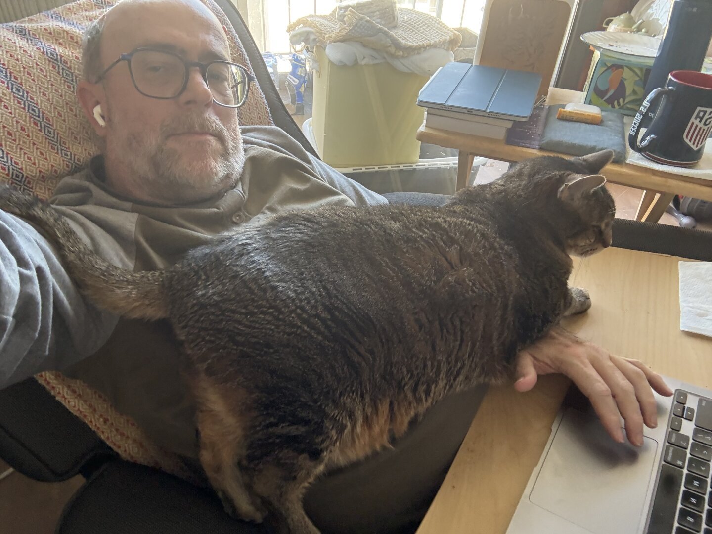 Our Guest Cat lying on me as I attempt to get some work done with my laptop on a lap desk.