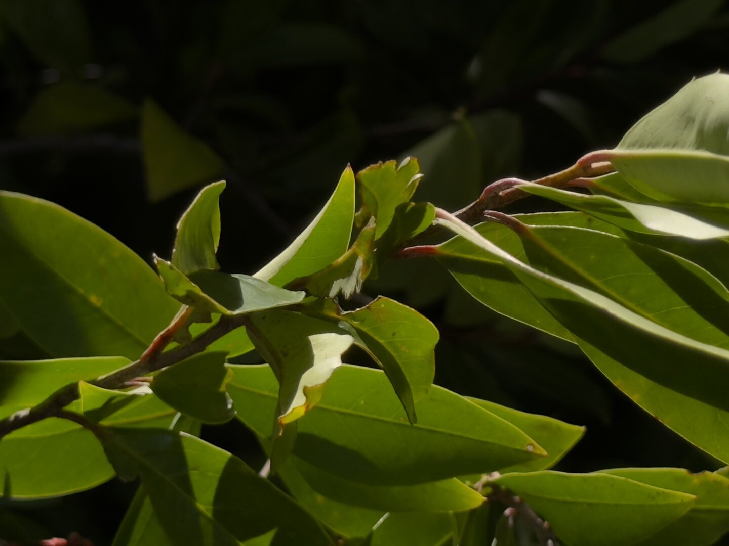 A small purple twig holds many vibrant green live oak leaves.
